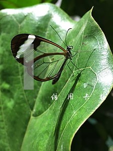 信用卡额度2w逾期2年