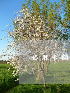 信用卡额度4000逾期一个月