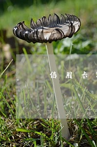 信用卡额度不大逾期多久会被起诉 信用卡额度不大逾期多久会被起诉