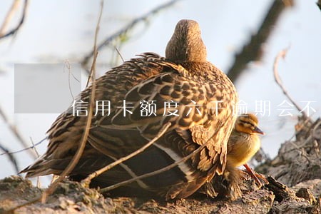信用卡额度六千逾期会不会坐牢 信用卡额度六千逾期会不会坐牢