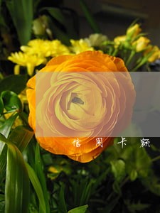 信用卡额度共38万逾期 信用卡额度共38万逾期