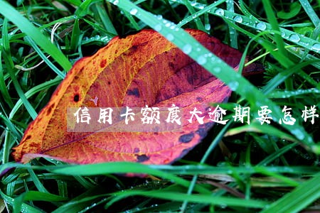 信用卡额度大逾期要怎样处理