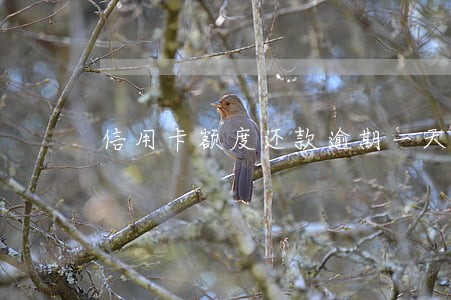 信用卡额度还款逾期一天 信用卡额度还款逾期一天