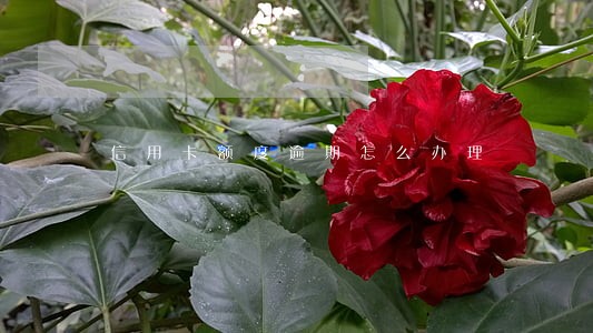 信用卡额度逾期怎么办理 信用卡额度逾期怎么办理
