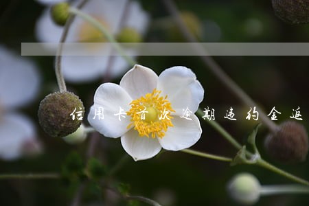 信用卡首次逾期违约金返还