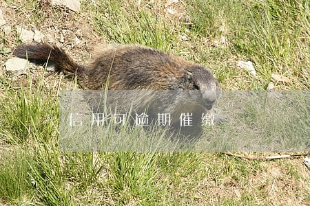信用可逾期催缴 信用可逾期催缴