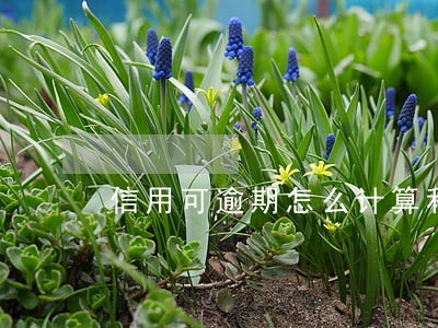 信用可逾期怎么计算利息吗 信用可逾期怎么计算利息吗