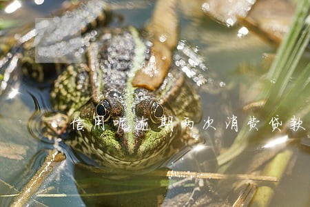 信用呢逾期两次消费贷款卡 信用呢逾期两次消费贷款卡