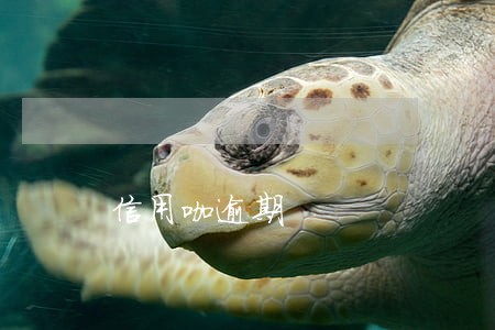 信用咖逾期 信用咖逾期