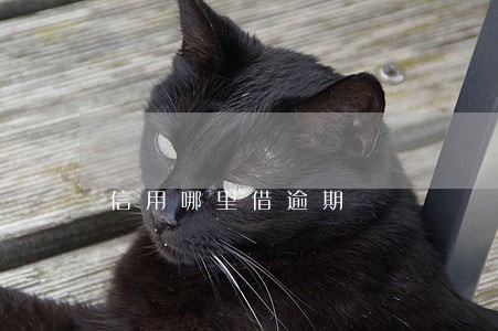 信用哪里借逾期 信用哪里借逾期