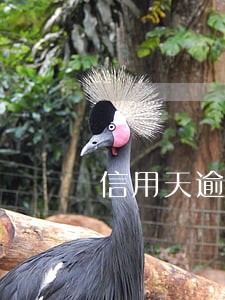 信用天逾期五年 信用天逾期五年