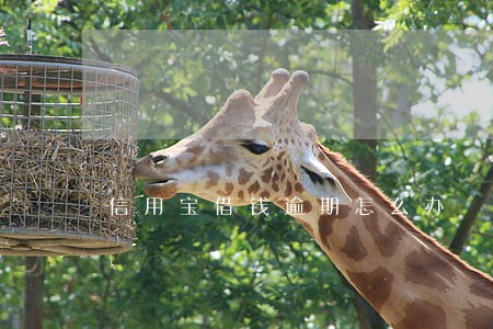 信用宝借钱逾期怎么办 信用宝借钱逾期怎么办
