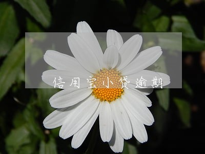 信用宝小贷逾期 信用宝小贷逾期