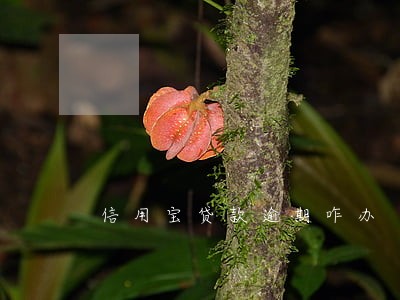 信用宝贷款逾期咋办 信用宝贷款逾期咋办