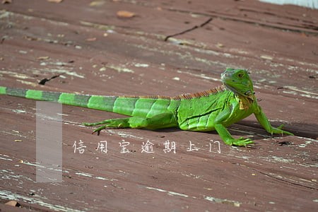 信用宝逾期上门 信用宝逾期上门