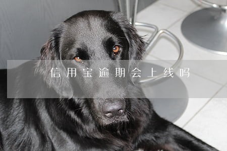 信用宝逾期会上线吗