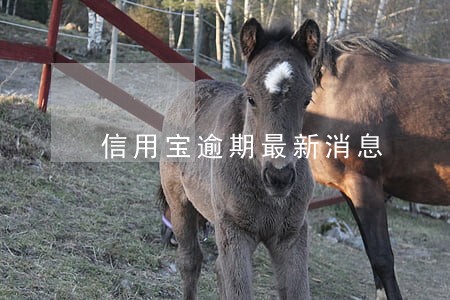 信用宝逾期最新消息 信用宝逾期最新消息