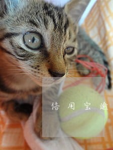 信用宝逾期消息