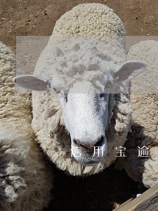 信用宝逾期立案仲裁 信用宝逾期立案仲裁