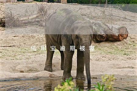 信用宝逾期被曝 信用宝逾期被曝