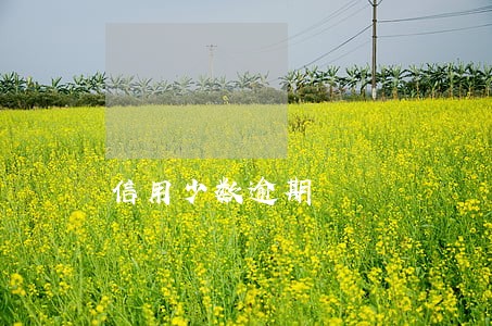 信用少数逾期 信用少数逾期