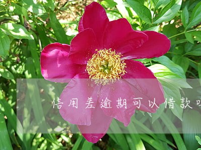 信用差逾期可以借款吗 信用差逾期可以借款吗