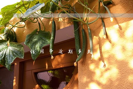 信用币逾期多久 信用币逾期多久
