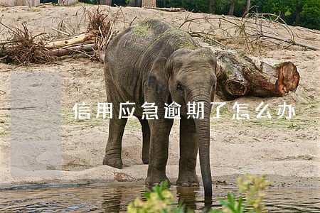 信用应急逾期了怎么办 信用应急逾期了怎么办