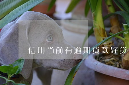 信用当前有逾期贷款好贷吗 信用当前有逾期贷款好贷吗