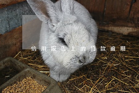 信用报告上的贷款逾期 信用报告上的贷款逾期