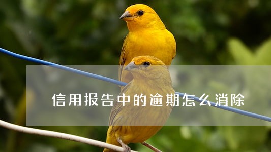 信用报告中的逾期怎么消除 信用报告中的逾期怎么消除