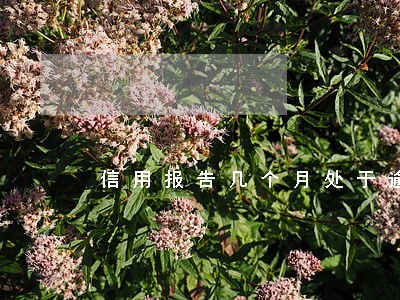 信用报告几个月处于逾期状态 信用报告几个月处于逾期状态