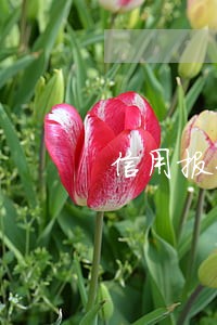 信用报告哪个月逾期 信用报告哪个月逾期