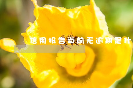 信用报告当前无逾期是什么意思 信用报告当前无逾期是什么意思
