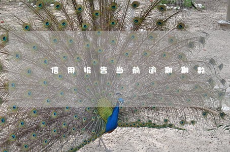 信用报告当前逾期期数 信用报告当前逾期期数