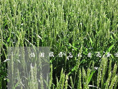信用报告怎么看是否逾期