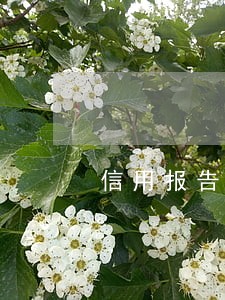 信用报告怎么看自己的逾期 信用报告怎么看自己的逾期