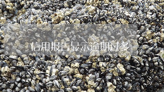 信用报告显示逾期过多 信用报告显示逾期过多