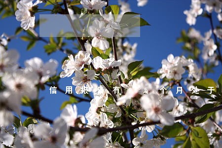 信用报告有25个月处于逾期 信用报告有25个月处于逾期