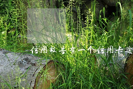 信用报告有一个信用卡逾期 信用报告有一个信用卡逾期