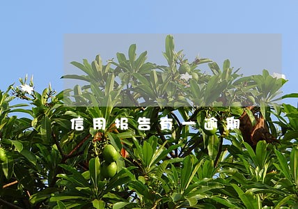 信用报告有一逾期 信用报告有一逾期