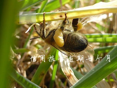 信用报告逾期七个月