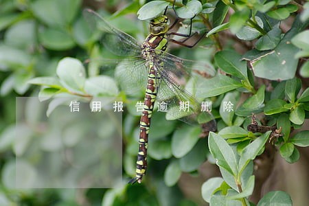 信用报告逾期删除 信用报告逾期删除