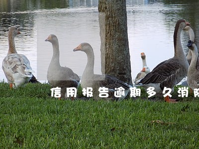 信用报告逾期多久消除 信用报告逾期多久消除