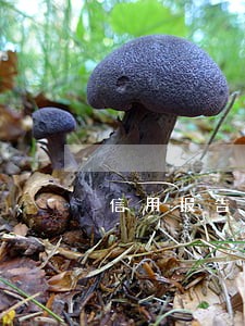 信用报告逾期多久能清除 信用报告逾期多久能清除