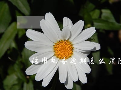 信用报告逾期怎么消除 信用报告逾期怎么消除