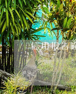 信用报告逾期月数5 信用报告逾期月数5