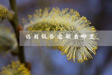 信用报告逾期看哪里 信用报告逾期看哪里
