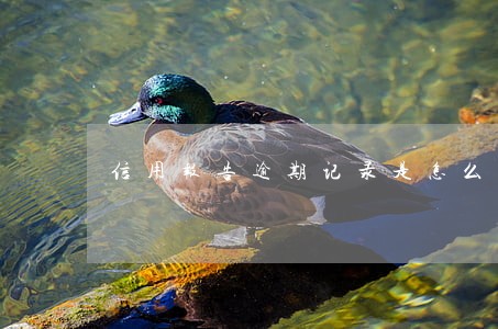 信用报告逾期记录是怎么样的 信用报告逾期记录是怎么样的