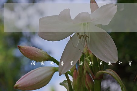 信用报告里逾期月数计算 信用报告里逾期月数计算